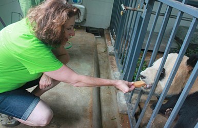 Volontariat de pandas géants